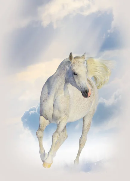 冬の純粋な白いアラビアの馬 — ストック写真