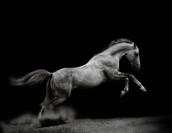 Beautiful silver-white stallion on black — Stock Photo, Image