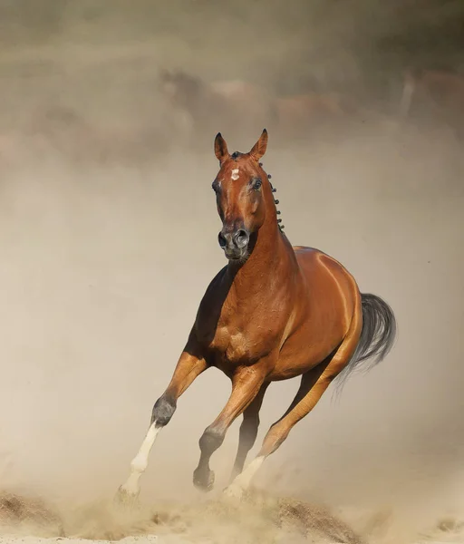 大草原を走るベイスポーティな馬 — ストック写真