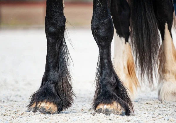 Cascos de caballo Big shire —  Fotos de Stock