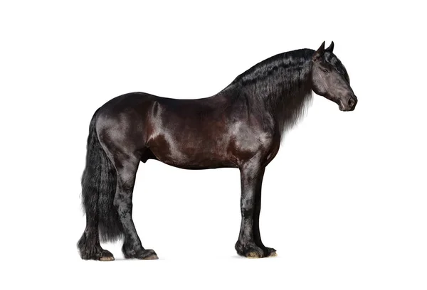 Beautiful frisian stallion isolated — Stock Photo, Image
