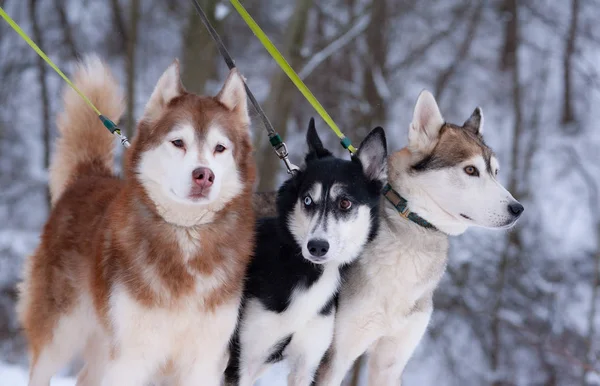 Husky honden trekken aan een riem — Stockfoto