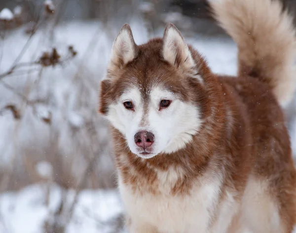 Husky sibérien en hiver — Photo