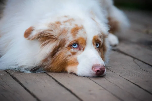 Söt sorglig hund närbild — Stockfoto