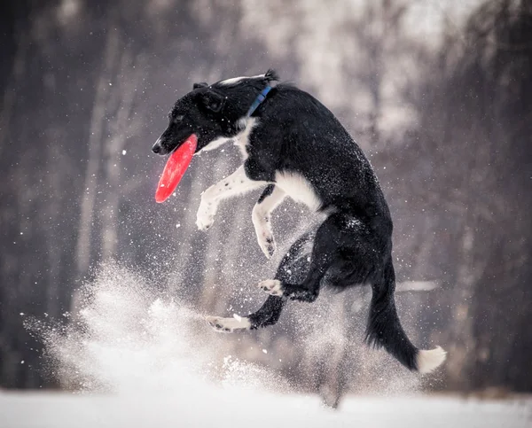 Border collie in jump — Stock Photo, Image