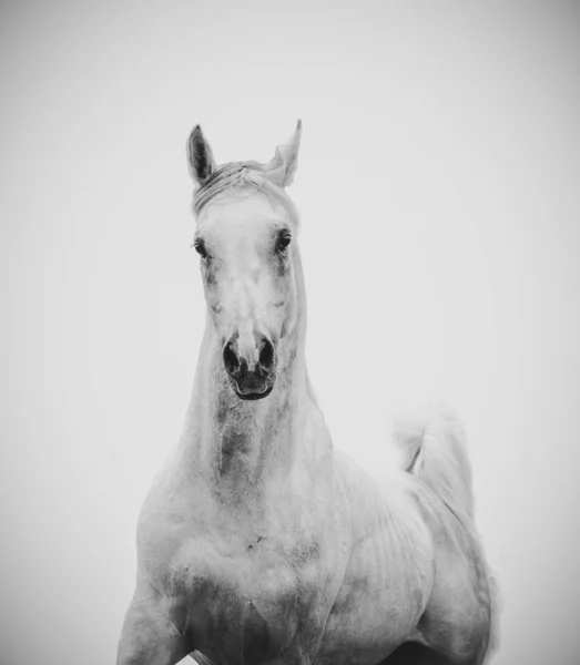 Hermoso semental árabe blanco — Foto de Stock