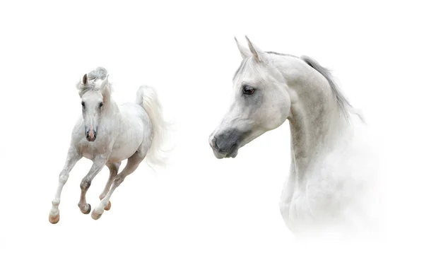 Collection Portrait Full Length Arabian Stallion White Background White Arabian — Stock Photo, Image