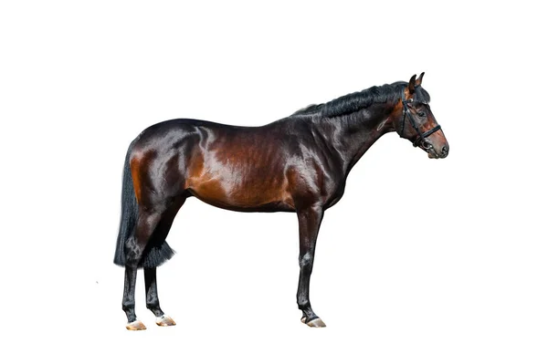 Belo Garanhão Raça Pura Sobre Branco Cavalo Escuro Isolado Sobre — Fotografia de Stock