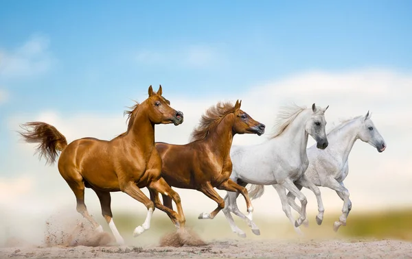 阿拉伯野马成群地在野外奔跑 纯正的阿拉伯马一起在野外草原上疾驰 用自由奔跑的野马 — 图库照片