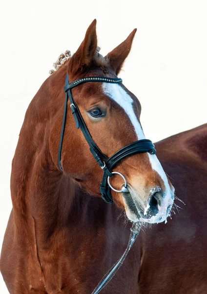 Chestnut Saddle Horse Winter Wearing Bridle Close Portrait Beautiful Chestnut — Stock Photo, Image