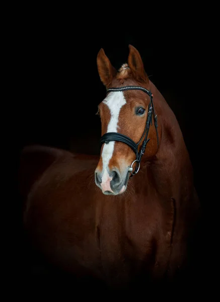 Krásný Kaštanový Kůň Uzdě Černém Portrétu Kaštanově Čistokrevný Kůň Černém — Stock fotografie