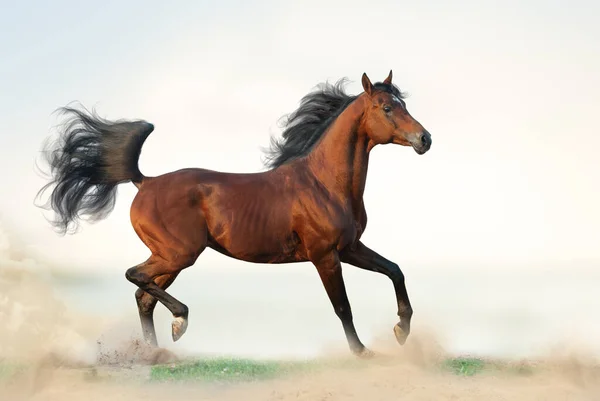 Magnifique Étalon Arabique Baie Sur Liberté Cheval Arabe Courant Sur — Photo