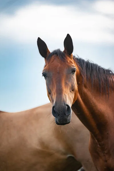 Retrato Cavalo Sorridente Gelado Rebanho — Fotografia de Stock