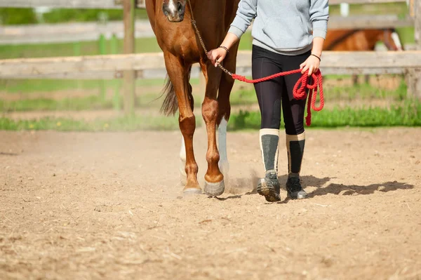 马与人 女子和马匹的管理训练课 马的蹄和骑手的腿 人与马一起行走 — 图库照片