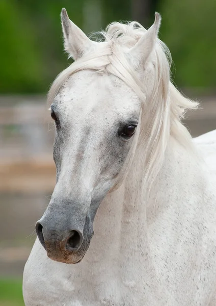 Όμορφη Χιόνι Λευκό Αραβικό Άλογο Πορτρέτο Closeup Λευκός Άραβας Επιβήτορας — Φωτογραφία Αρχείου