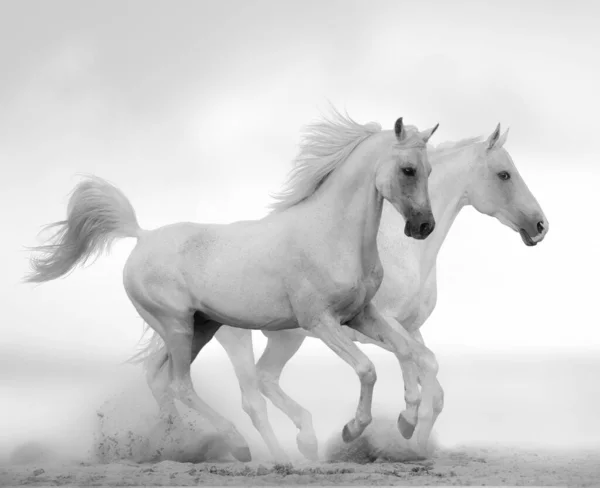 White Stallion Running Gallop White Background Monochromatic Shot — Stock Photo, Image