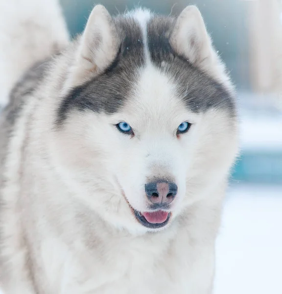 Portrait Siberian Husky Winter Closeup — Stock Photo, Image