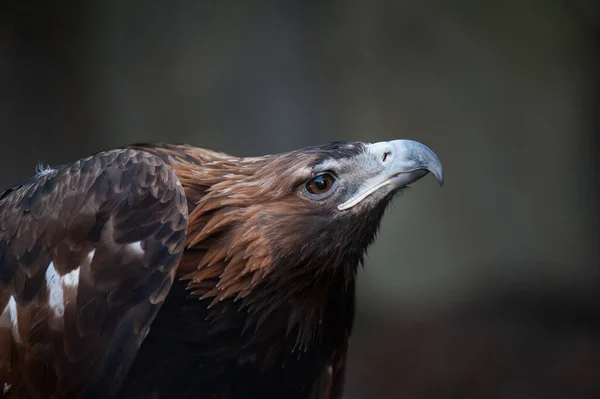 美しい鷲は好奇心が強い 野生の鷲の肖像画 — ストック写真