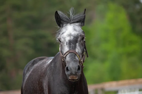 Giovane Cavallo Razza Mista Progetto Halter Ritratto Movimento — Foto Stock