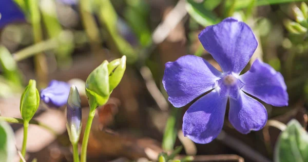 Vinca minor common names lesser periwinkle, dwarf periwinkle, small periwinkle, common periwinkle is a species of flowering plant native to central and southern Europe. — Stock Photo, Image