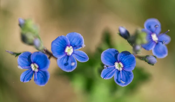 Close-up of small blue spring, summer flowers - speedwell, birds eye, and gypsyweed. Veronica germander is a macro flower in the wild. Young greens — Stock Photo, Image