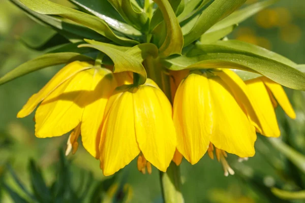 Belles fleurs jaune vif noisette grouse impériale sur une pelouse dans un parc ou un jardin de printemps — Photo