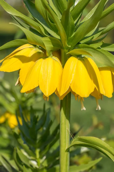 Belles fleurs jaune vif noisette grouse impériale sur une pelouse dans un parc ou un jardin de printemps — Photo
