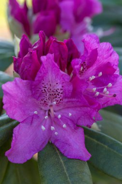 Güzel pembe Rhododendron.