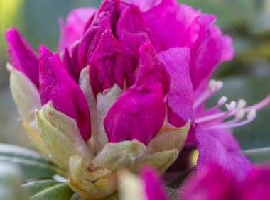 Güzel pembe Rhododendron.