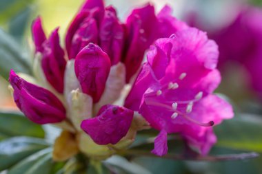 Güzel pembe Rhododendron.