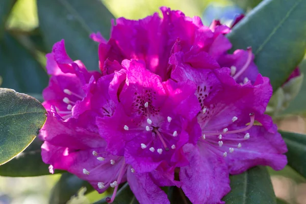 Hermoso Rhododendron rosa . — Foto de Stock