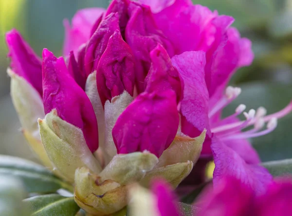 Güzel pembe Rhododendron.
