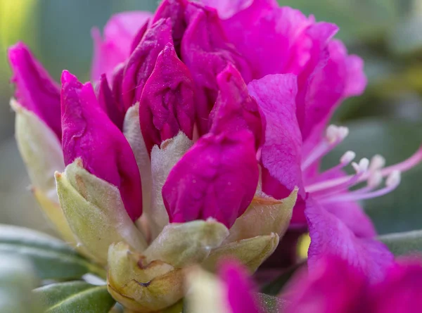 Hermoso Rhododendron rosa . — Foto de Stock