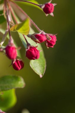 Elma ağacı çiçek makro doğada