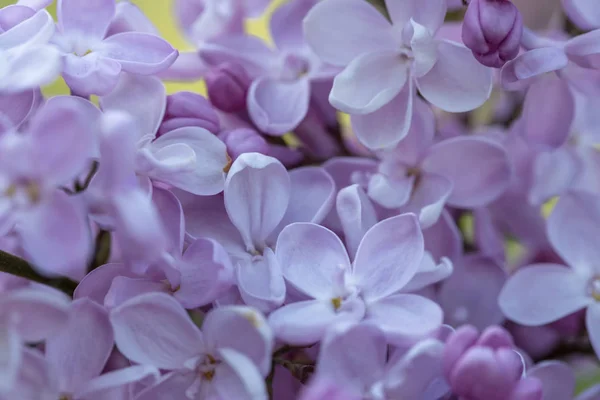 Flores de lilás close-up no fundo borrado — Fotografia de Stock