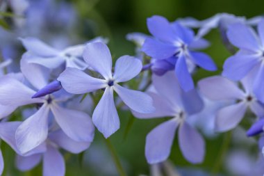 Phlox Divaricata - Vahşi tatlı William - Orman Plox - Vahşi mavi Plox