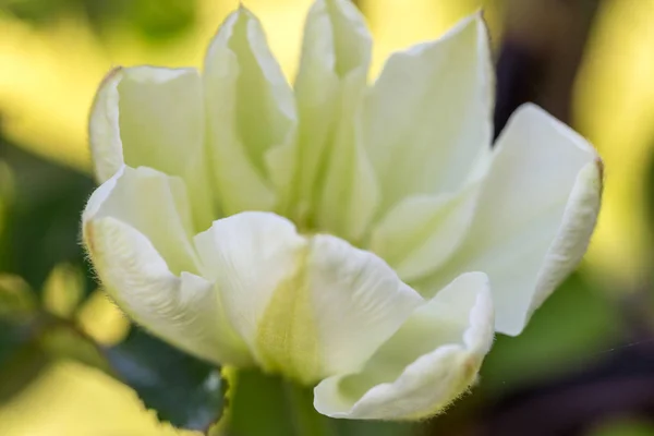 Middle of beautiful flower white green clematis close-up, macro, shallow depth of field — Stock Photo, Image