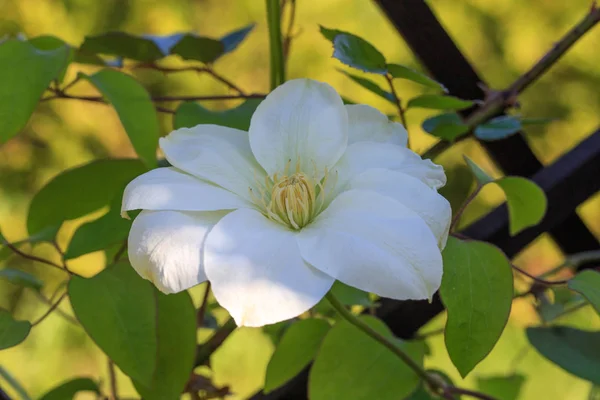 Medio de hermosa flor blanca verde clematis primer plano, macro, poca profundidad de campo — Foto de Stock