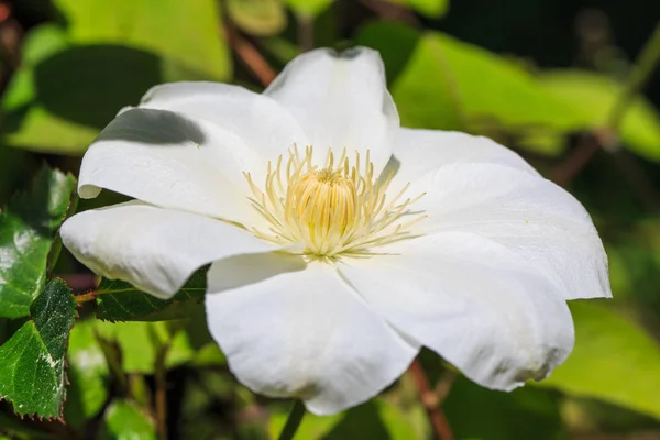 Middle of beautiful flower white green clematis close-up, macro, shallow depth of field — Stock Photo, Image