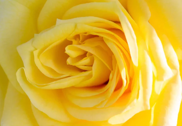 Nahaufnahme einer gelben Rose, die ihre Muster, Strukturen und Details enthüllt — Stockfoto