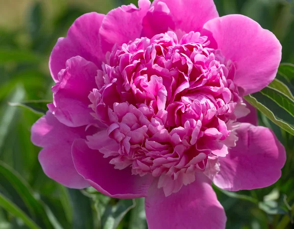 Peonías rosadas en el jardín. Peonía rosa floreciente. Primer plano de hermosa flor rosa Peonie . — Foto de Stock