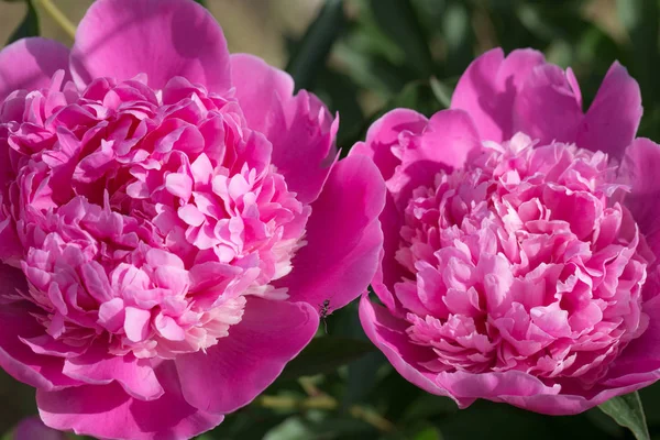 Ροζ παιώνιες στον κήπο. Ανθισμένα ροζ παιώνια. Κλείσιμο του όμορφου ροζ λουλουδιού Peonie. — Φωτογραφία Αρχείου
