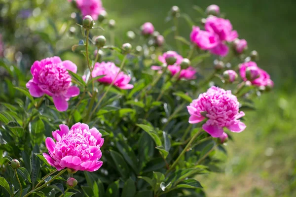 Różowe piwonie w ogrodzie. Kwitnąca różowa piwonia. zbliżenie piękny różowy Peonie kwiat. — Zdjęcie stockowe