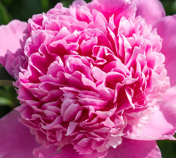 Pedónias cor-de-rosa no jardim. Peônia rosa florescente. Fechar-se de bela flor de Peonie rosa . — Fotografia de Stock