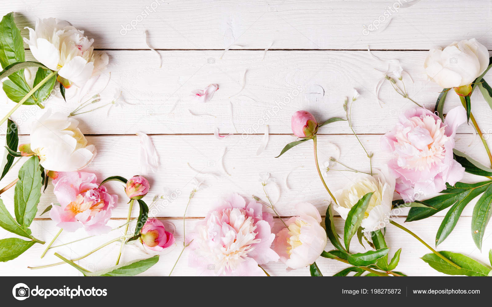 Delicate Pivoine Rose Blanche Avec Petales Fleurs Et Ruban Blanc Sur Planche De Bois Vue Aerienne