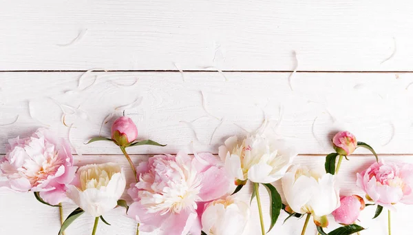 Delicada peonía rosa blanca con flores de pétalos y cinta blanca sobre tabla de madera. Vista superior, posición plana. Copiar espacio. Cumpleaños, Madres, San Valentín, Mujeres, concepto del día de la boda — Foto de Stock