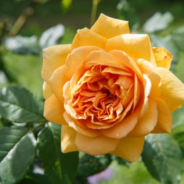 Sarı çiçek açan bahçede güneşli bir günde yükseldi. David Austin Rose altın kutlama