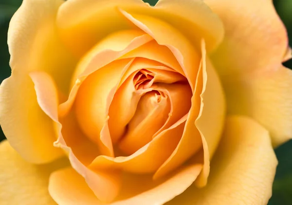 Nahaufnahme einer gelben Rose, die ihre Muster, Strukturen und Details enthüllt — Stockfoto