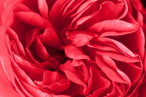 一朵红玫瑰，揭示其形态、 纹理和细节的特写 — 图库照片