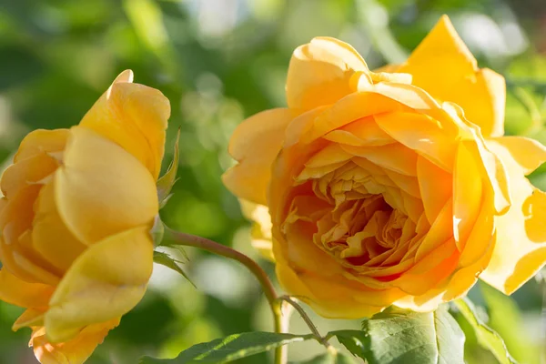 Kvetoucí žluté růže v zahradě za slunečného dne. David Austin Rose Golden Celebration — Stock fotografie
